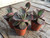 kalanchoe-zebra succulent plant 3 pack