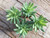 pachyphytum-hookeri succulent plant 3 packs