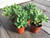 sedum-pachyphyllum jelly bean plant succulents