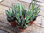 senecio-serpens easy to grow succulent plants