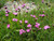 Dianthus Carthusianorum Carthusian Pink Plants for sale online