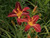 Hemerocallis Stafford plants for sale online