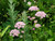 Pimpinella Major Rosea creates an airy, natural look in the garden with frothy pink heads like a deep pink cow parsley or Queen Annes Lace.