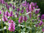 Stachys Monieri Hummelo are an attractive clump forming perennial with upright purplish pink ‘bottlebrush’ flowers displayed on spikes above dark green leaves.