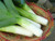 Leeks Musselburgh