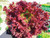 Lettuce Lollo Rossa