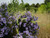 Aster cordifolius Little Carlow 2