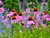 Echinacea pallida 'Coneflower' 2