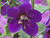 Verbascum phoenic ‘Violetta’ (Purple mullein) 1