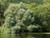 Willow Salix alba - White Willow 1