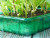 Visiroot Seed Tray 4 pack