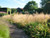 Deschampsia cespitosa ‘Goldtau’