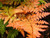 Dryopteris erythrosora 1