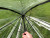 Pop n Crop Poly Brolly