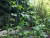 Bean Buddy Heavy Duty Runner Bean Frame