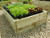 Premium treated timber 14 inch high raised school vegetable bed