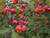 Spindle Euonymus europaeus native hedging mix