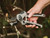 Hard Wood secateurs - ultra sharp