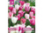 pink and white spring tulip bulb pack