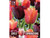 Combi duopack of Triumph purple and orange tulip bulbs
