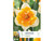 Narcissus Split Corona Orangery Bulbs from Kapiteyn