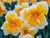 Narcissus Split Corona Orangery