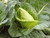 Pointed spring cabbage Hispi