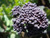 Broccoli Purple Sprouting