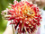 Dahlia Akita bulbs for stunning cut flowers