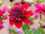 Anemone Dahlia - Inca