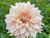 Dinner-Plate Dahlia - 'Cafe Au Lait'