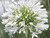 Agapanthus Albus - African Lily