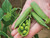 Green garden pea pods with round peas, Kelvedon Wonder variety