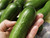 Small smooth snack cucumbers in a cluster, dark green skin, Iznik variety