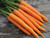 Early Carrot - Amsterdam Forcing 2 seeds