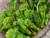 Broccoli Raab - Cima Di Rapa