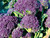 Santee  variety of Purple sprouting broccoli plants