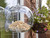 Peckish globe window feeder
with feed