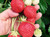 Hand grabbing large ripe red strawberries on a vine