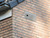 Vivara IB GZ 03 nest box integrated into building