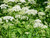 Caraway (Carum Carvi) with small white flowers on tall green stems
