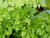 Chervil