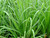 Lemon grass is a long bright green grass