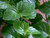 Mint 'Indian' plant with rounded dark green mint leaves