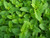 Peppermint with dark green leaves