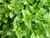 Common oregano