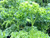 Curly Parsley
