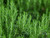 Rosemary