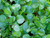 Water Cress