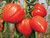 Ox heart tomato fleurette f1 seeds